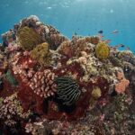 Anilao muck diving