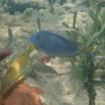 punta gorda snorkeling