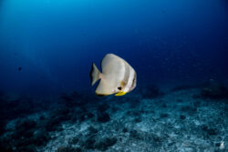 similian islands