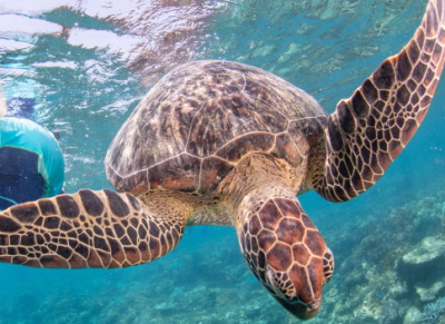 Ella the green sea turtle released from Cairns Turtle Rehabilitation Centre