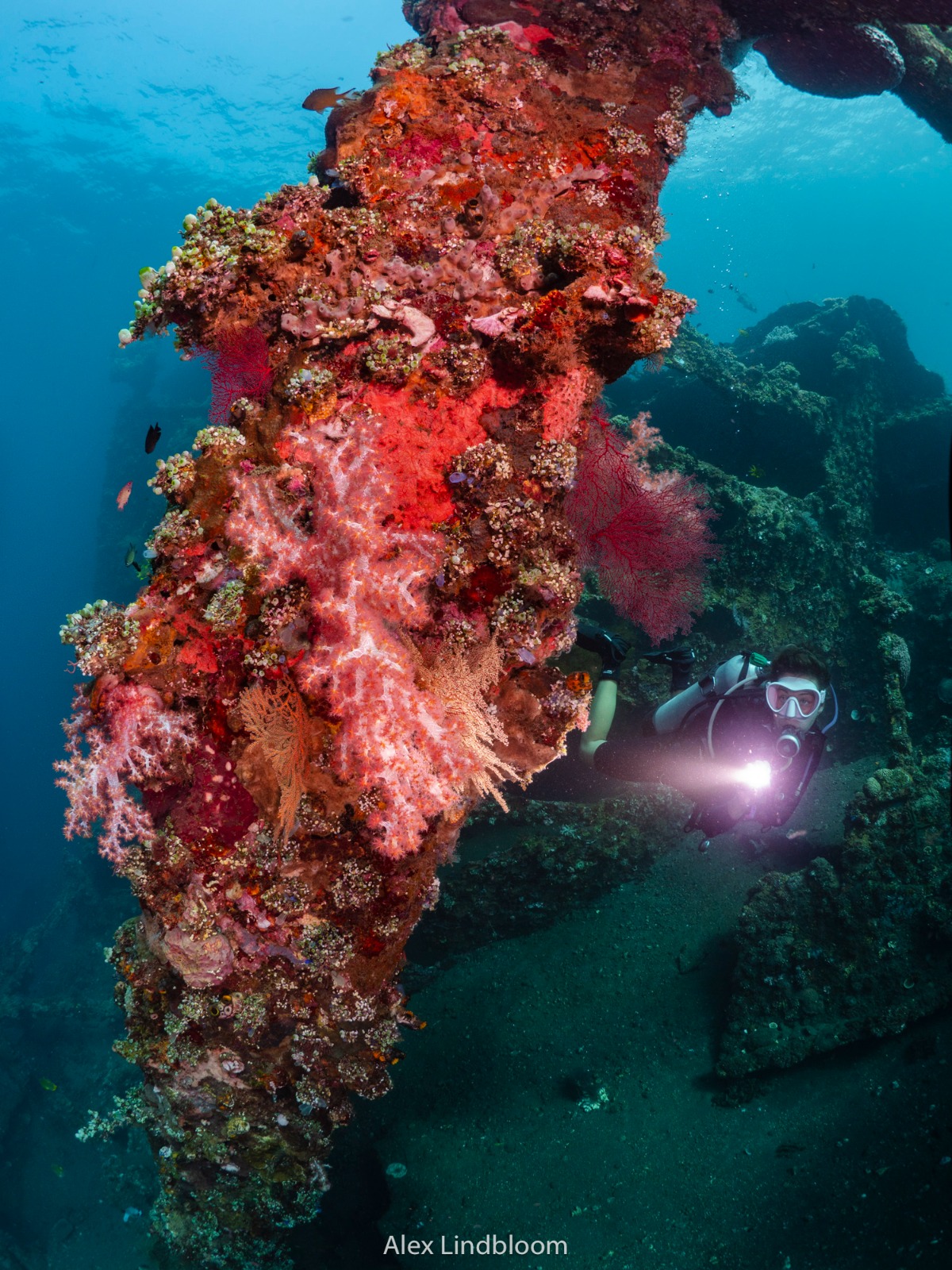 diving liberty bell